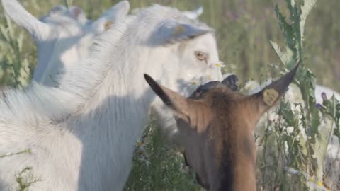 Goat eating green plants or chewing herbs. Portrait of grazing herbivorous domestic animal