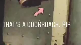 Cockroach on bottom of mans shoe