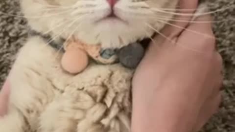 Funny video cat.funny