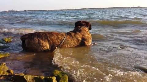 Dogs Love the Charm of the Beach