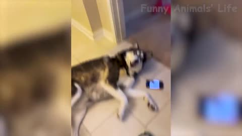 Best Funny Animal Videos 2022 - Funniest Dogs And Cats Videos 😁🙈[