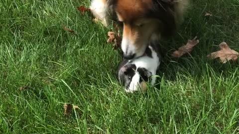 Dog smells guinea pig