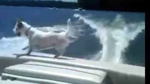 Dog falls of boat