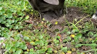 Puppers Searching for Bugs!