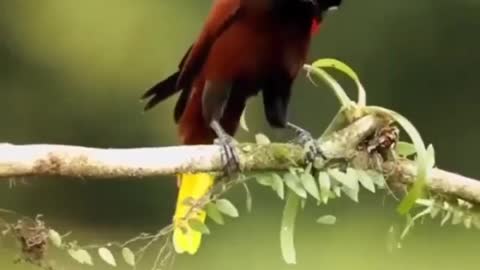 Fencing bird