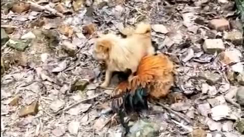 Dog VS Rooster .... Fight!!