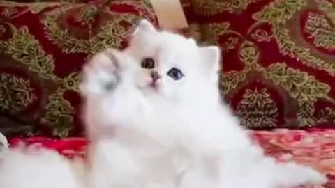 cute cats,cute cat videos,funny cats,cute cat