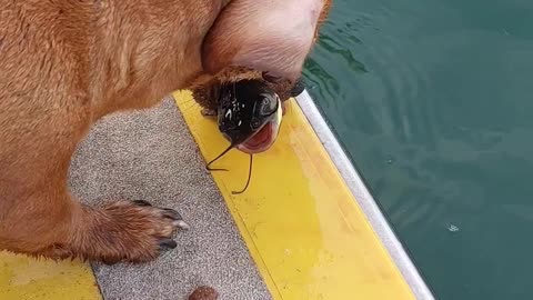 Dog Uses Treat Chum to Catch Fish