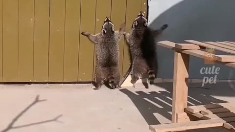Cute animals video