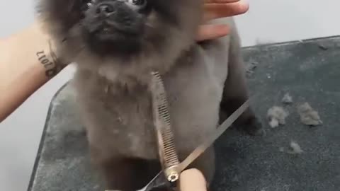 Dancing Dog Gets Haircut