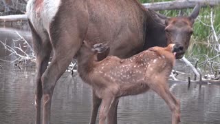 Elk Cow and Calf in Colorado