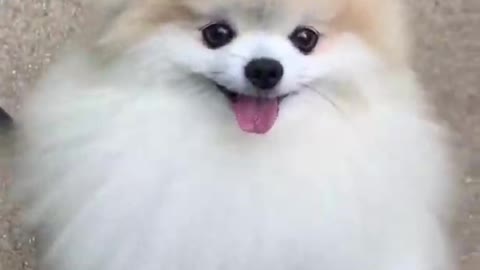 Cute dog