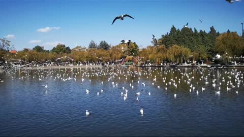 Startle the flock of seagulls