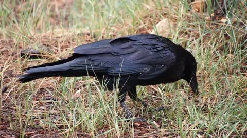 Black crow enjoy in garden bhindamahey