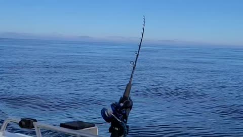 California Tuna Fishing