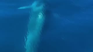 Friendly Fin Whale saying hello