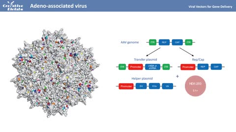 Gene Delivery Systems for Gene Therapy