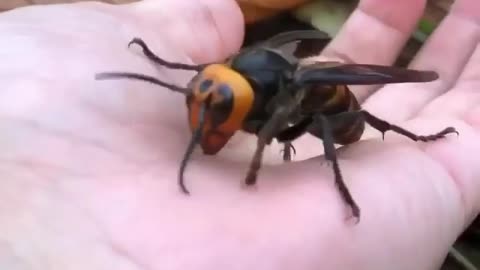 Asian Giant Hornet (Vespa Mandarinia). | Interesting Facts #Shorts #topchannel