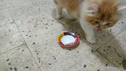 A beautiful cat eats a piece of cheese