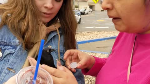 Rescued A Bird at the Mall| Changing Reborn Baby| nlovewithreborns2011