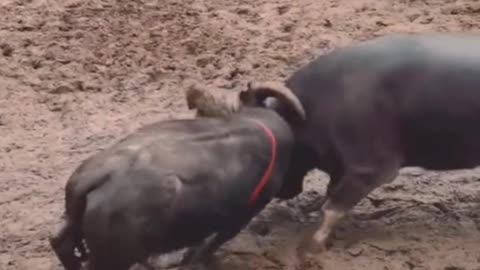 Bullfighting match 1
