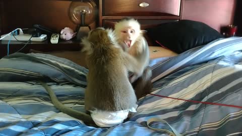 Monkey Pillow Talk