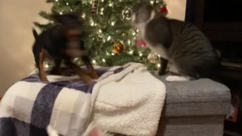 The Cat is on Santa's Naughty List!