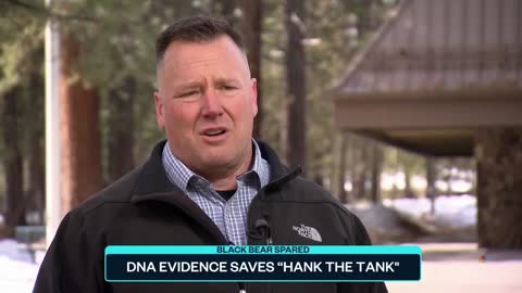 DNA Evidence Saves 500-Pound Black Bear 'Hank The Tank' From Euthanasia