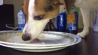 Pebbles the Jack Russell SLOMO Licking the plate.