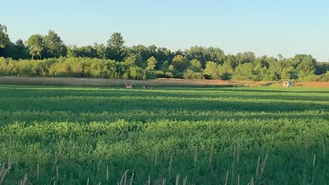 Fawn Hopping Behind Mom