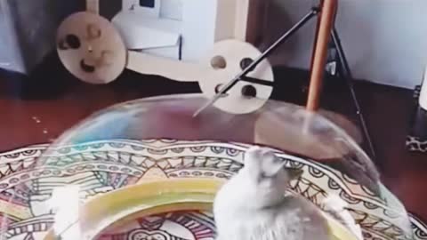 Cute cat🥰 my cute cat funy video 2022