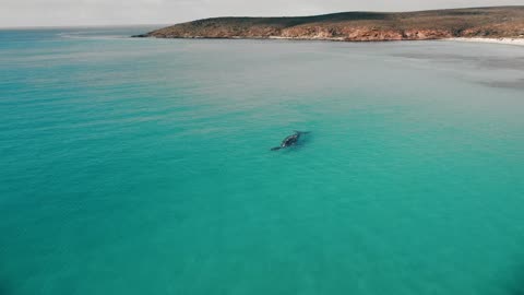 Southern Right Whales and Calfs very close to this spectacular shoreline