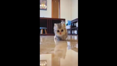 Cute cat small baby ll cat best cine for small kids ll