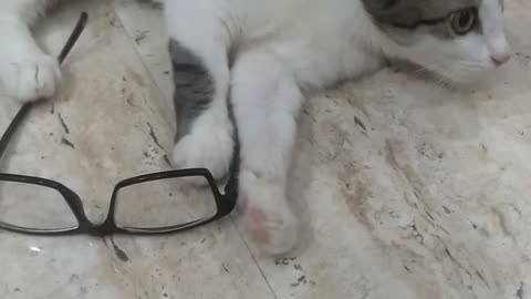 Kitten playing my father glasses👓