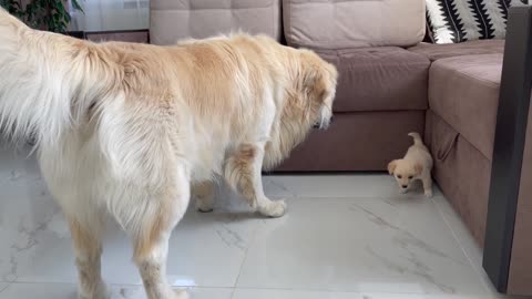 Golden Retriever Meets a Puppy