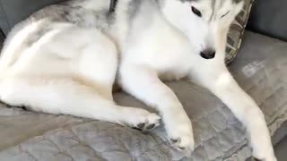 Dog Enjoys Leisure Time By Being Vacuumed