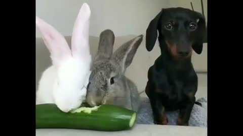 2 Rabbits Eat cucumber And A Dog waits Next To Them