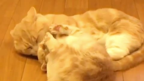 Mother cat loves her baby very much