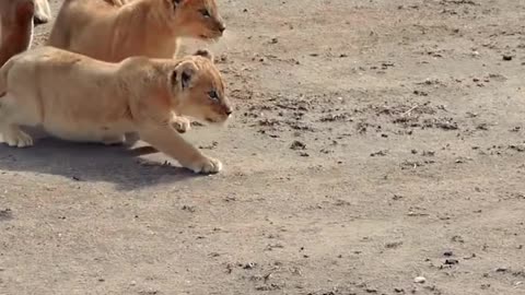 Cute Baby Linon's with Mama Lioness 😻❤