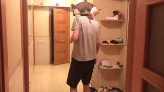 Kitty wants to climb as high as possible