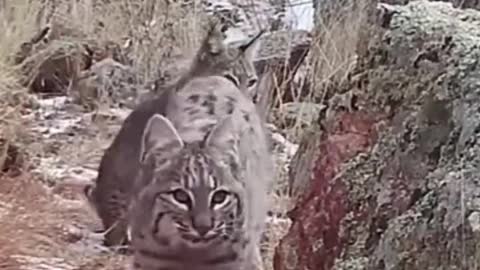 Infrared camera captures two lynx, so rare