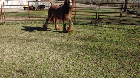 Quiggly at 22 Months Because He Is So Darn Handsome