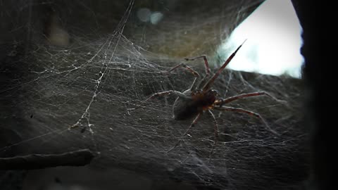 Spider Made Some Tricky Webs In My Garage