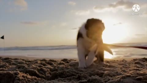 dog playing in beach cute dog