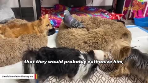 Pigeon loses ability to fly. He adapts by becoming one of the dogs