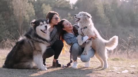 Video of a dog playing with a beautiful girl on the street. Girls play with dogs on the street.