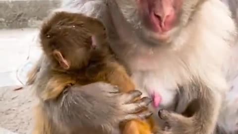 Baby monkey cute animals 40