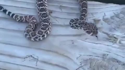 Huge scary snake on woods(Cute Video)
