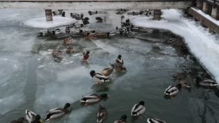 Ducks Traffic Jam