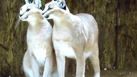 watch this Caracal Wild Cat